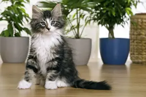 Norwegian Forest Silver and White Mackerel Tabby Cat