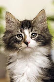 Images Dated 26th June 2006: Norwegian Forest Silver and White Mackerel Tabby Cat