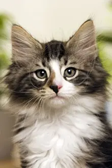 Kitten Prints: Norwegian Forest Silver and White Mackerel Tabby Cat