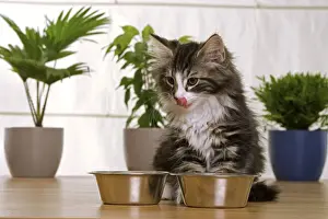 With Bowls Prints: Norwegian Forest Silver and White Mackerel Tabby Cat by food bowls, licking lips