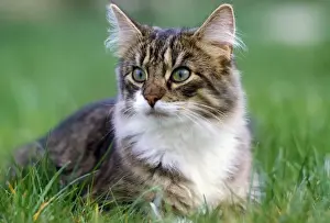 Norwegian Forsest Cat