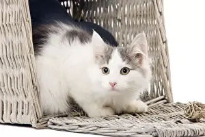 Norwegian kitten