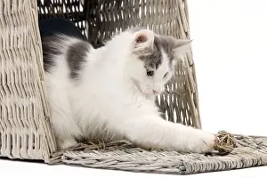 Norwegian kitten