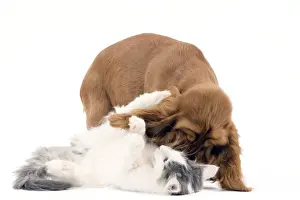 Play Fighting Prints: Norwegian kitten and English cocker spaniel puppy