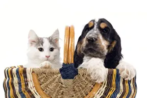 Norwegian kitten and English cocker spaniel puppy