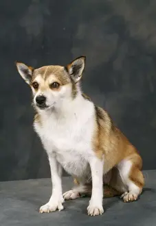 Norwegian Lundehund Dog