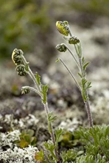 Images Dated 13th July 2006: Norwegian mugwort (Artemisia norvegica), Norwegian form. Dovrefjell, Norway