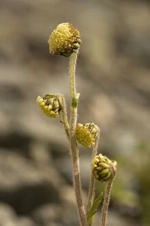 Images Dated 20th July 2006: Norwegian mugwort (Artemisia norvegica); very rare, in Scotland and Norway