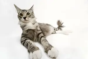 Norwegian & Silver Tabby Cat - mackerel and white