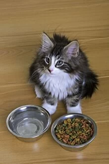 Images Dated 27th June 2006: Norwegian Silvery Tabby - mackerel & white - by food and water bowl