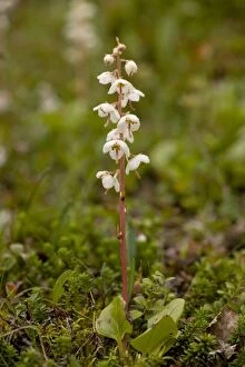 Images Dated 16th July 2006: Norwegian wintergreen
