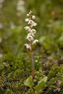 Norwegian wintergreen (Pyrola norvegica), Sweden