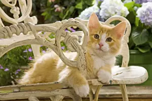 Garden Furniture Prints: Norweigan Forest Cat - on chair
