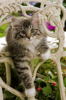 Norweigan Forest Cat - kitten on chair