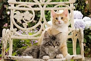 Norweigan Forest Cat - two kittens on chair