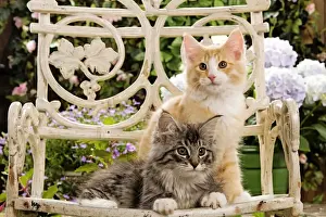 Garden Furniture Prints: Norweigan Forest Cat - two kittens on chair