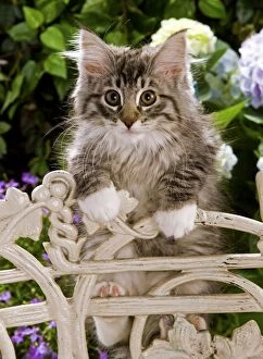 Images Dated 16th June 2000: Norweigan Forest Cat - kittens climbing on chair