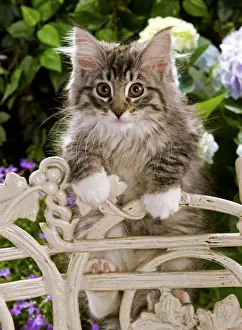 Garden Furniture Prints: Norweigan Forest Cat - kittens climbing on chair