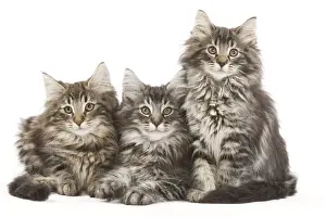 Norweigan Forest Prints: Norweigan Forest Cat - three kittens in studio