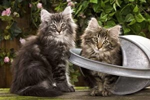 Norweigan Forest Cat - two kittens with watering can