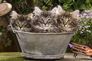 Norweigan Forest Cat - three in metal planter with flowers