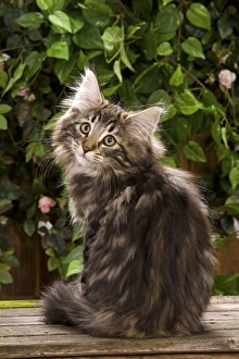 <b class=qtipBold><figcaption>Norweigan Forest Cat - sitting</figcaption></b><br>LA-4770 Norweigan Forest Cat - sitting Jean Michel Labat Please note that prints are for personal display purposes only and may not be reproduced in any way.<br><em>© J.M.Labat/ardea.com</em> Norweigan Forest Cat - sitting