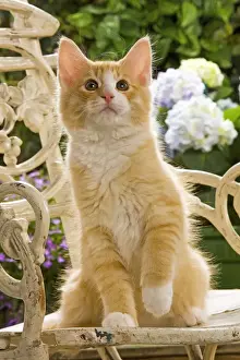 Garden Furniture Prints: Norweigan Forest Cat - sitting on chair