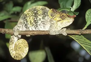 Spirals Prints: Nose-horned Chameleon Madagascar