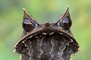 Nose-horned Frog - Gunung Gading Nationalpark - Sarawak - Borneo - Malaysia