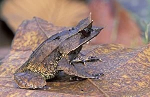 Nose-horned Frog (Megophrys nasuta)