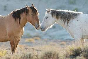 Basin Gallery: Nose to nose Sand Wash Basin wild mustangs