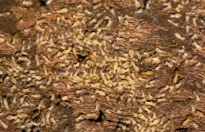 Nosy termites - worker and soldier each being ridden by a Jockey beetle (Australoptochtus phoreticus) inquiline