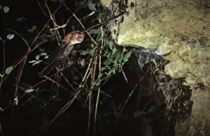 Notch-eared bat flying into a cave ( old iron mine) post breading season ( end of august) French jura
