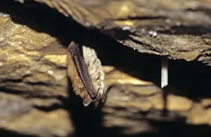Hibernating Prints: Notch-eared bat hibernating December Swiss jura