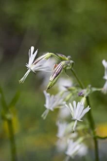 Images Dated 2nd June 2012: Nottingham Catchfly