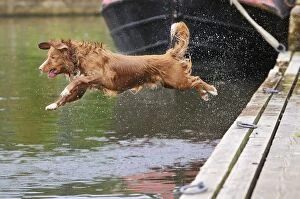 Images Dated 17th August 2008: Nova Scotia Duck Tolling Retriever - jumping into lake