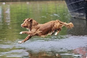 Images Dated 17th August 2008: Nova Scotia Duck Tolling Retriever - jumping into lake