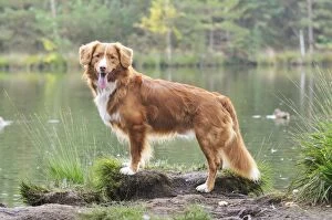 Images Dated 17th August 2008: Nova Scotia Duck Tolling Retriever - by lake