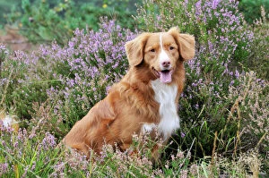 Images Dated 17th August 2008: Nova Scotia Duck Tolling Retriever - sitting in heather