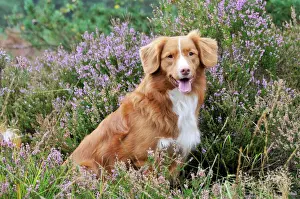Retriever Prints: Nova Scotia Duck Tolling Retriever - sitting in heather