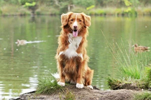 Images Dated 17th August 2008: Nova Scotia Duck Tolling Retriever - sitting by lake