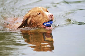 Holding Collection: Nova Scotia Duck Tolling Retriever - swimming in lake holding ball