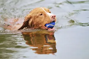 Holding Prints: Nova Scotia Duck Tolling Retriever - swimming in lake holding ball