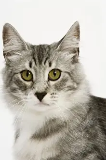 Nowegian Forest Cat - Silver mackerel tabby & white