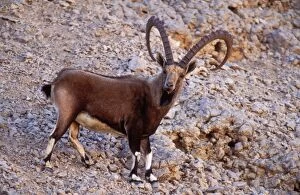Images Dated 14th June 2004: Nubian Ibex Buck in Negav desert, Israel