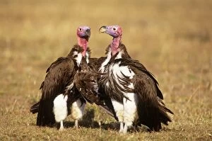 Nubian / Lappet-faced Vulture - courting couple