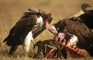 Nubian / Lappet-faced Vulture Masaai Mara, Kenya, Africa