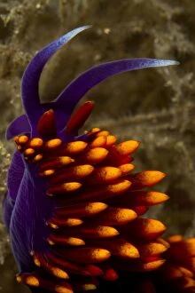 Images Dated 22nd August 2012: Nudibranch