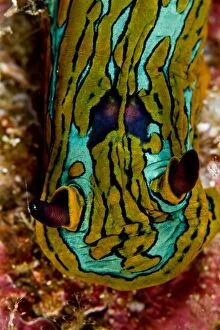 Images Dated 22nd August 2012: Nudibranch