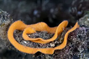 Nudibranches Prints: Nudibranch eggs - Indonesia